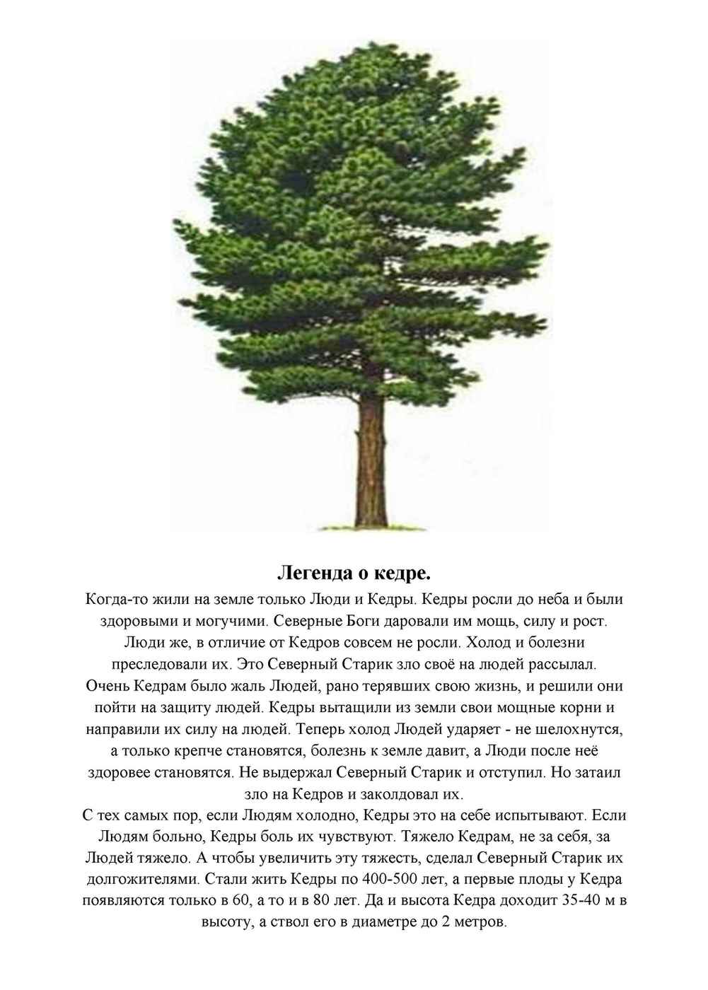 Легенда о кедре